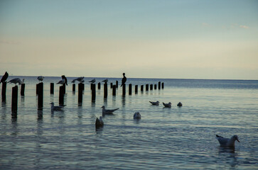 Seabirds and Cormorant Silhouettes on Wooden Pilings at Sunset on Calm Water