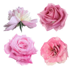 Set with watercolor roses.  Peony. Hand drawn.