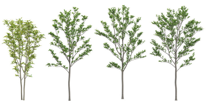 Collection of mangnolia,malus plants on transparent background