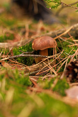 Close-up of edible Polish mushroom (Imleria badia) growing on mossy forest floor among pine needles. Concept of wild food, ecology, and nature.