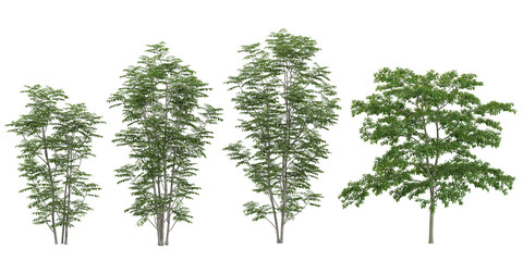 Collection of sorbus plants on transparent background