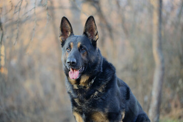 dog black german shepherd on background