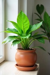 Obraz premium Lush Green Indoor Plant in Terracotta Pot Enhances Modern Home Decor, Bringing Natural Beauty and Tranquility to Living Spaces, Offices, and More.