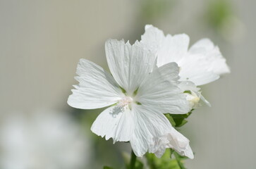 White Musk Mallow, also known as Alba or Bride, is a perennial plant growing up to 70-80 cm tall with white, fragrant flowers about 5 cm in diameter that bloom profusely from June until autumn.