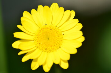 Yellow chamomile in the garden. A bright yellow flower grows on a thin long stem. It has a round core and long elongated petals arranged in a circle of the flower. There is green grass around.