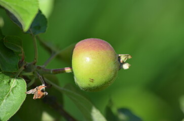 A red and green apple on a branch. The fruit has grown and is ripening on a branch of a cultivated apple tree. The apple is still green, surrounded by brown branches and green leaves.