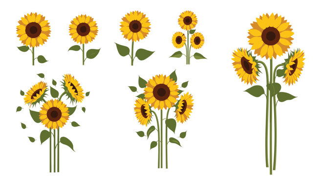 Sunflowers: A Collection of Vibrant Floral Arrangements.