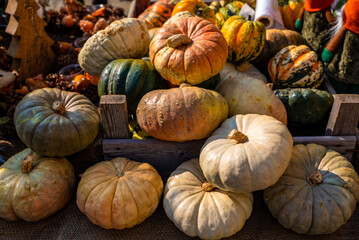 Colorful Autumn Gourds and Pumpkins Harvest
