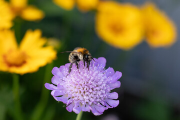 Bourdon des champs --- Bourdon roux (Bombus pascuorum)
Bombus pascuorum on an unidentified flower or plant
