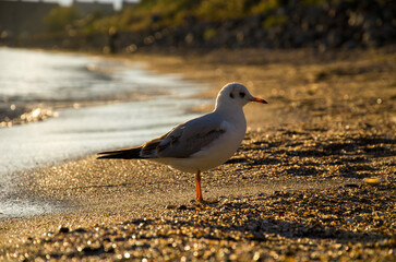 Lone Seagull on Golden Beach Shoreline at Sunset