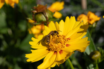 Halicte de la Scabieuse (Halictus scabiosae)
Halictus scabiosae in its natural element
