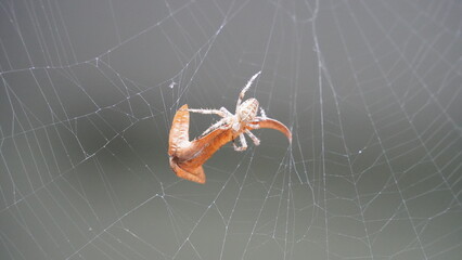 Silken Trap: Spider at Work