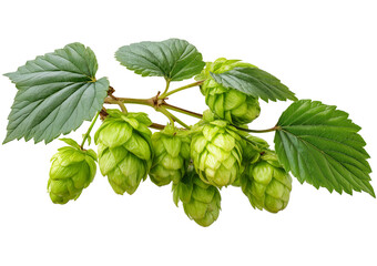 Green Hop Flowers and Leaves isolated on a transparent background