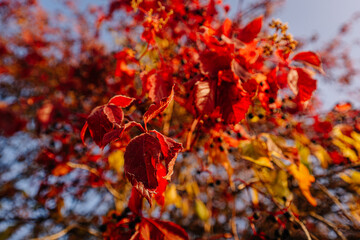 Close-up of vibrant red autumn leaves with sunlight illuminating their textured surfaces, set against a blurred background of more fall foliage and blue sky.