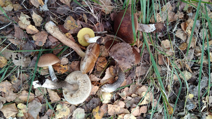 A pile of mushrooms and leaves on the ground.