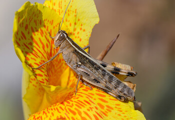 Macro Close-Up of Grasshopper on Yellow Flower