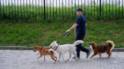 A man walks three different dogs.