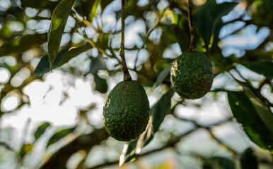 Aguacates colgando del árbol iluminados por la luz del sol