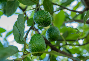 Aguacates verdes creciendo en el árbol en un día soleado