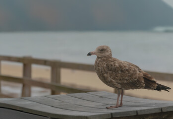 Seagull standing on a beach picnic table with ocean and sky in the background — coastal wildlife scene.