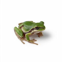 Obraz premium Close-up of green frog on white background. World Frog Day