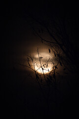 Fototapeta premium Moon and cloud behind branches