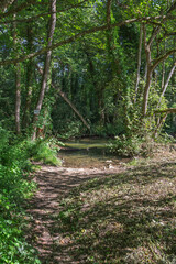 Paysage bucolique au bord de la Divonne