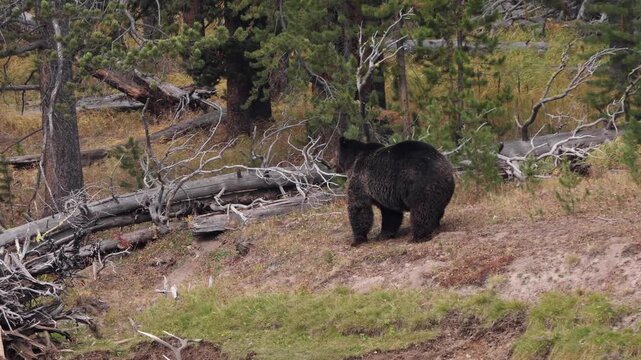 Grizzly Bear with a recently killed elk on the shore of the Yellowstone River in Yellowstone National Park, Wyoming.