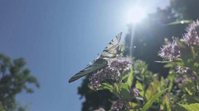 Back view from below of Scarce Swallowtail butterfly waves its wings and drink nectar from the rosy pink meadowsweet, backlit by sun against blue sky 