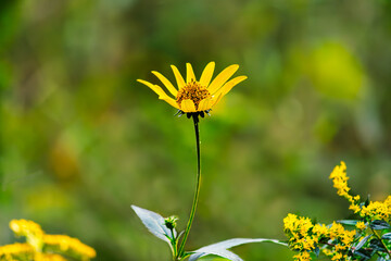 A single false sunflower wildflower, Heliopsis helianthoides, with goldenrod on a green soft focus background