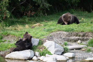 Two Alaskan brown bear cubs on the shoore of Nakek Lake. © Tony Campbell