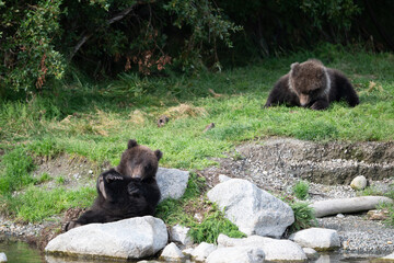 Two Alaskan brown bear cubs on the shoore of Nakek Lake.