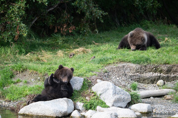 Two Alaskan brown bear cubs on the shoore of Nakek Lake. © Tony Campbell