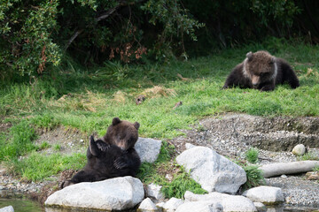 Two Alaskan brown bear cubs on the shoore of Nakek Lake. © Tony Campbell
