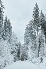 Snowy road through a majestic winter forest.