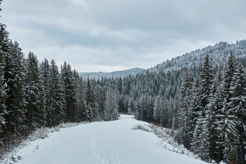 Scenic ski trail winding through a snowy forest.