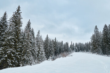 Winter wonderland scene with a frosty forest path.