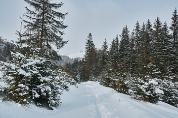 Snowy path with footprints leading over a hill into dense fog.