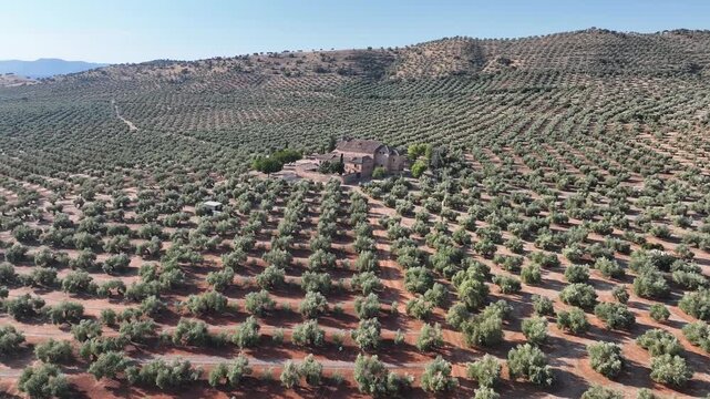 vista del Santuario de la Virgen de la Encina rodeado de olivos, Andaluc&iacute;a