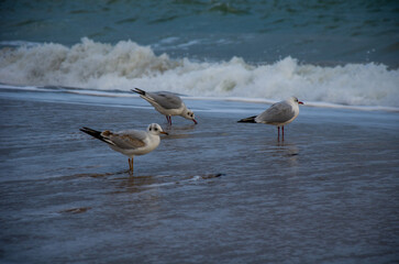 Coastal Scene Three Seagulls Foraging on the Wet Sand Near Crashing Waves