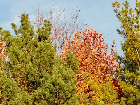 Fall colours against a blue sky