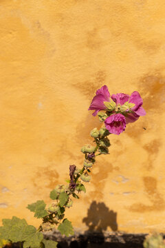 florals against textured wall with dappled sunlight