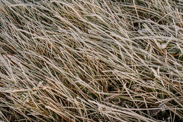 Close-up of dry grass blades covered with white frost on a cold morning. The frost crystals create...