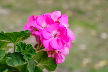 Bright pink geranium flowers blooming in a garden with green leaves and soft natural light on a blurred background
