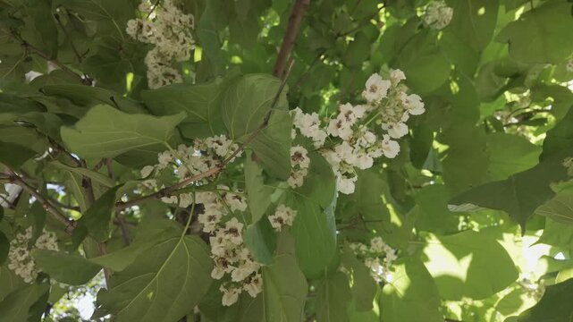 White flowers of blooming Indian bean tree (Catalpa bignonioides) sway in breeze