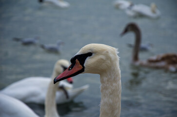 Regal Mute Swan Portrait in Profile on a Lake with Blurred Flock in the Background