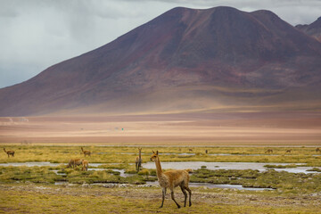 Vicuna