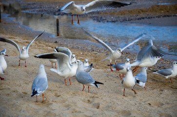 Busy flock of gulls flying and landing on a sandy beach shore by the waters edge