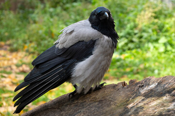 A gray crow communicates with a person.