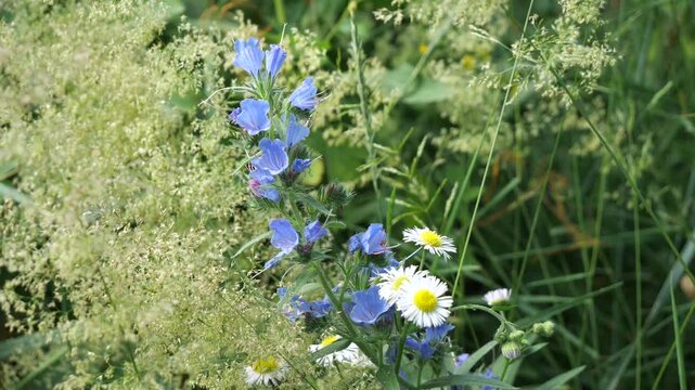 Bees collect nectar and pollen from meadow and wildflowers. These are the most valuable honey plants and pollen sources. 